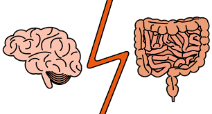 Article cerveau et tube digestif