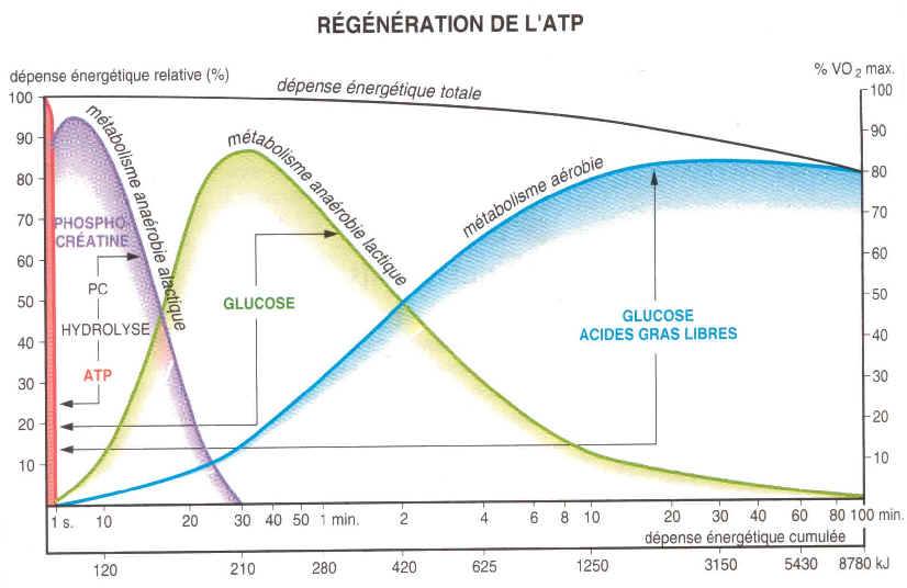 Description de la régénération de l'ATP avec les 3 filières énergétiques
