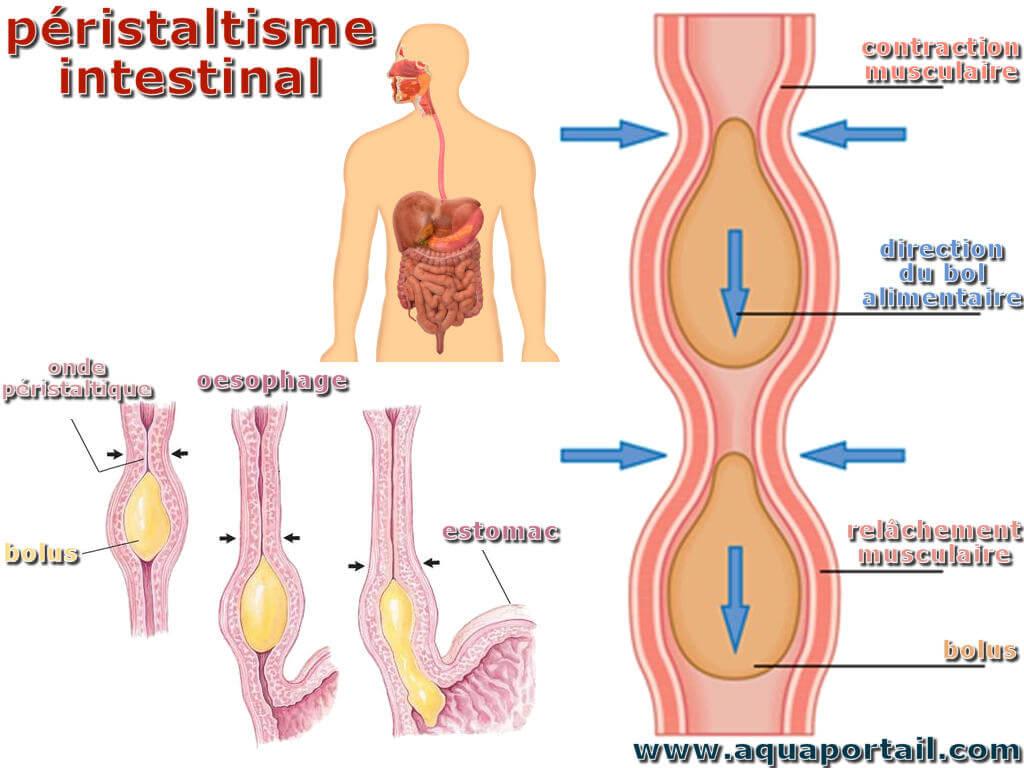 Description du péristaltisme intestinal Le péristaltisme intestinal