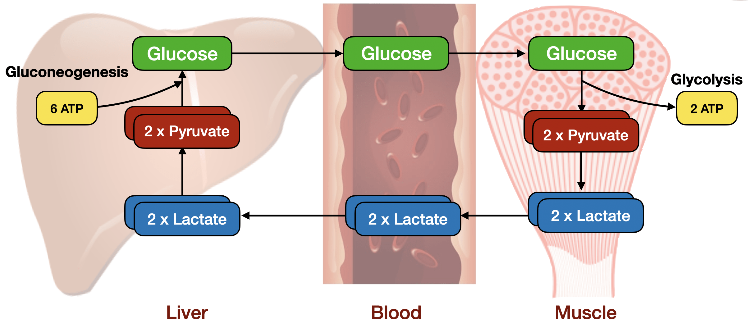 Le cycle de Cori ou le cycle de l'acide lactique