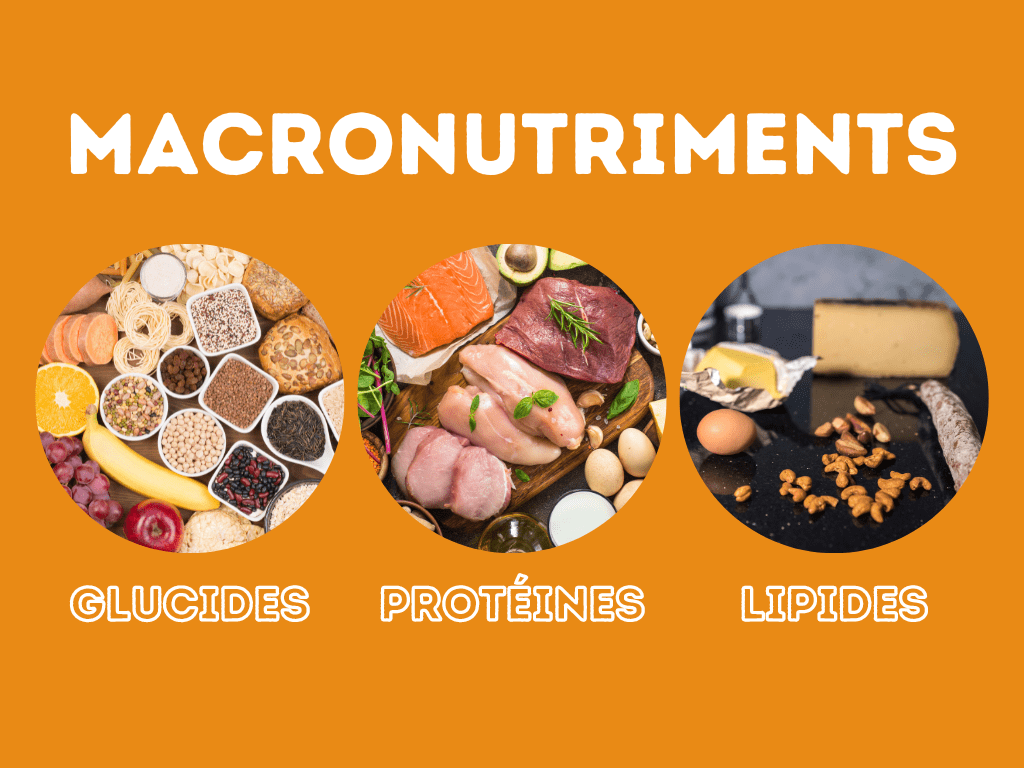 les macronutriments : protéines, glucides, lipides
