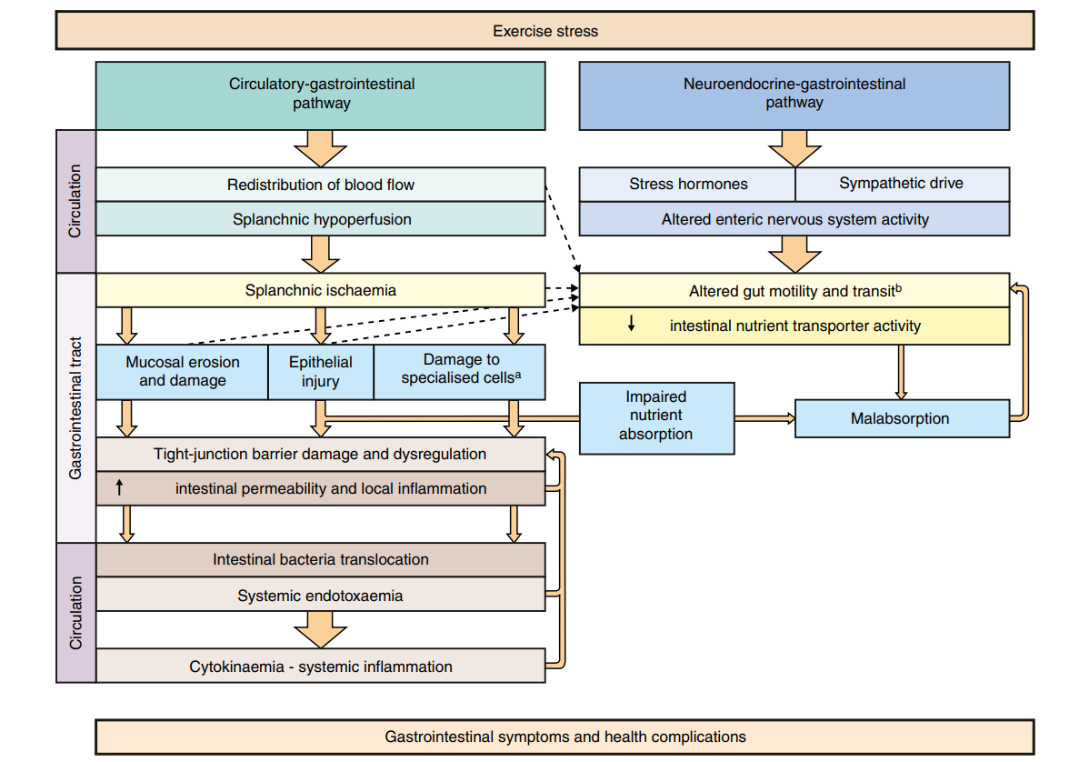 Description schématique du syndrome gastro-intestinal induit par l'exercice : Changements physiologiques dans les voies circulatoires et neuroendocriniennes au début de l'exercice, entraînant une perturbation de l'intégrité et de la fonction gastro-intestinale, et pouvant conduire à des symptômes gastro-intestinaux et/ou à des complications de santé aiguës ou chroniques.