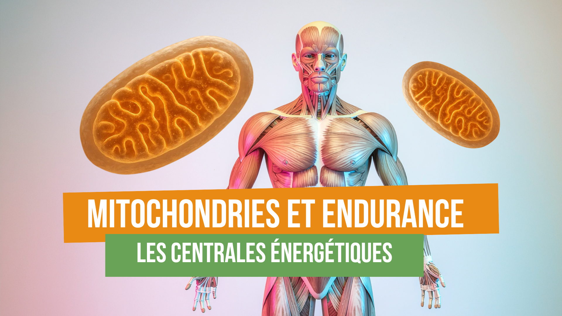 Les mitochondries sont au cœur de l’endurance. Découvrez comment elles produisent l’énergie, pourquoi elles déterminent vos performances et comment l’entraînement les développe.