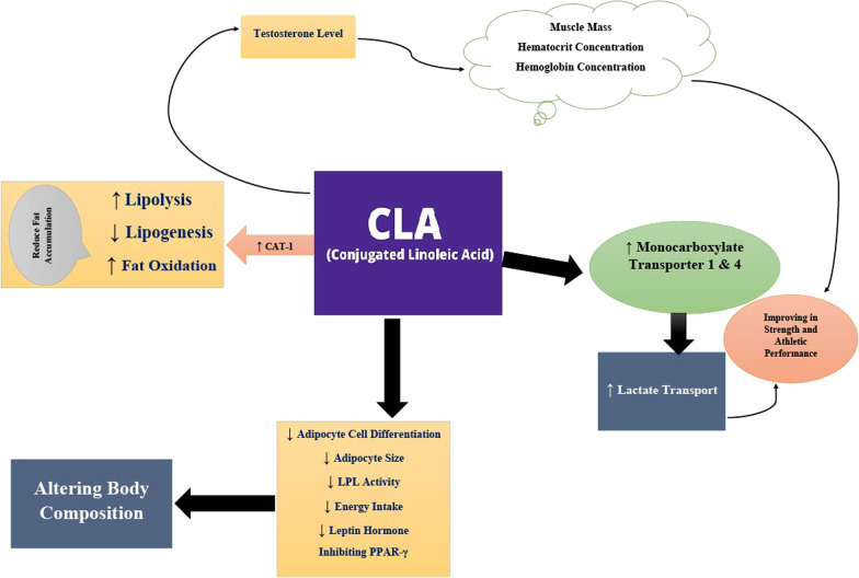 Image provenant de l'étude : Putera, H. D., Doewes, R. I., Shalaby, M. N., Ramírez-Coronel, A. A., Clayton, Z. S., Abdelbasse