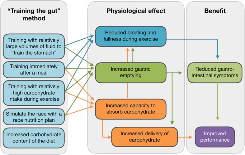 Un résumé des méthodes qui permettent à l'athlète d'optimiser son absorption des glucides et limiter le risque de troubles digestifs par la mise en place d'un entrainement intestinal. 