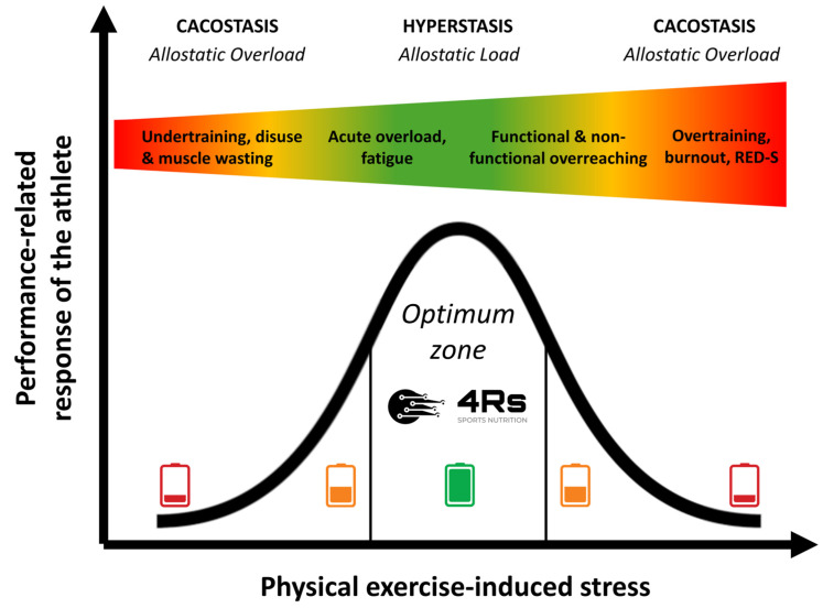 Réponse liée à la performance d'un athlète aux stimuli de stress chronique induits par l'exercice physique au fil du temps. L