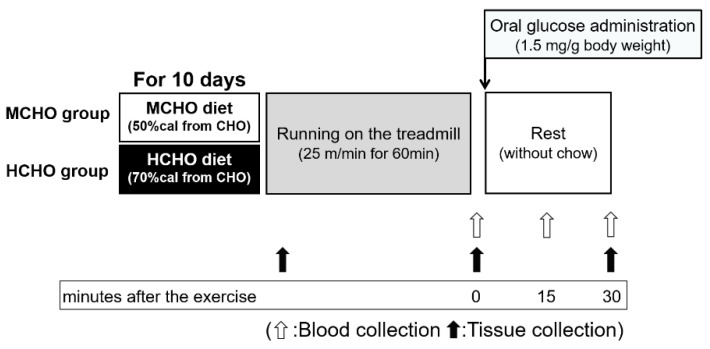 Le protocole d'une étude scientifique pour augmenter l'absorption des glucides par un régime alimentaire plus riche en glucides avant une performance d'endurance.