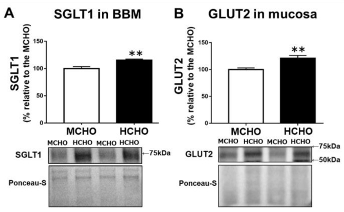 Un régime riche en glucides avant une compétition a montré une augmentation des transporteurs SGLT1 et GLUT2 qui sont important dans l'absorption des glucides. 